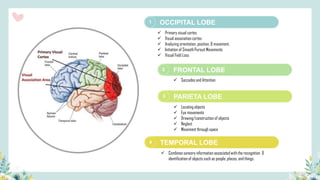 2
3
4
1 OCCIPITAL LOBE
FRONTAL LOBE
PARIETA LOBE
TEMPORAL LOBE
✓ Primary visual cortex
✓ Visual association cortex
✓ Analyzing orientation, position, & movement.
✓ Initiation of Smooth Pursuit Movements
✓ Visual Field Loss
✓ Saccades and Attention
✓ Locating objects
✓ Eye movements
✓ Drawing/construction of objects
✓ Neglect
✓ Movement through space
✓ Combines sensory information associated with the recognition &
identification of objects such as people, places, and things.
 
