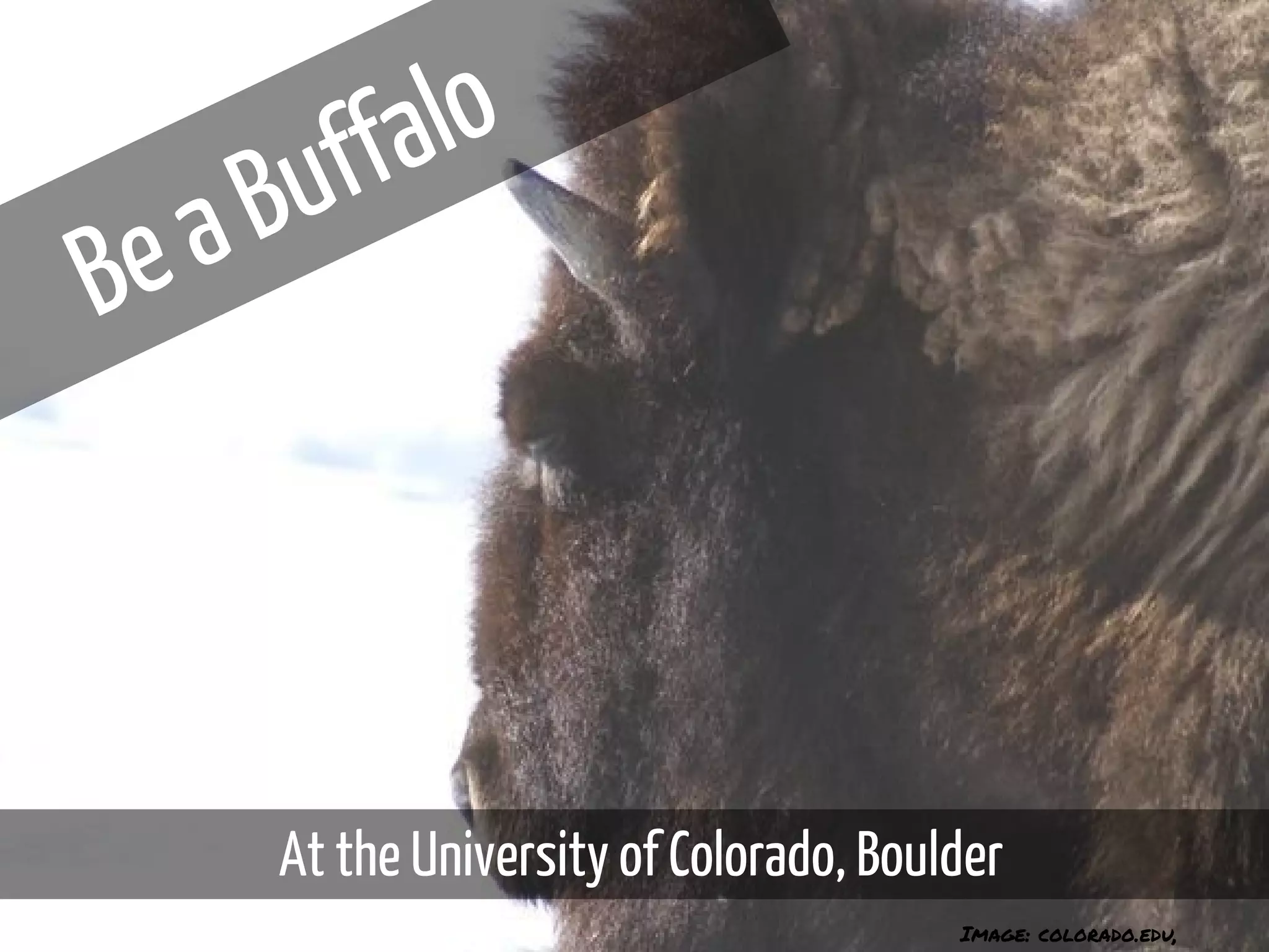 BeaBuffalo
At the University of Colorado, Boulder
Image: colorado.edu,