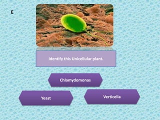 Visual Round Science Visual round | PPTX