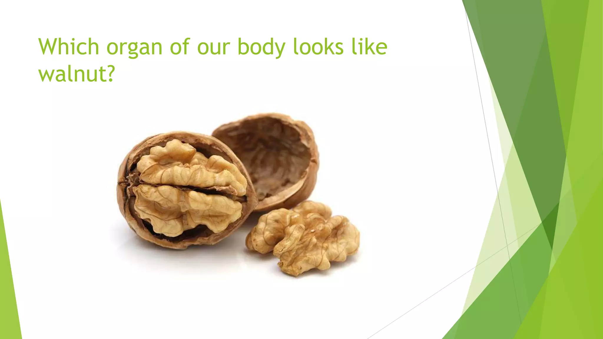 Which organ of our body looks like
walnut?