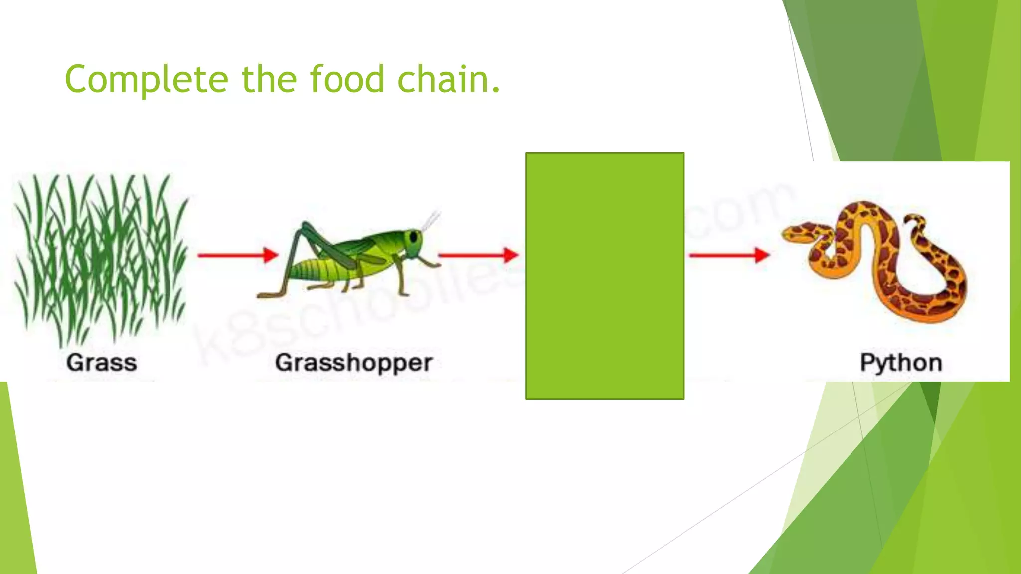 Complete the food chain.