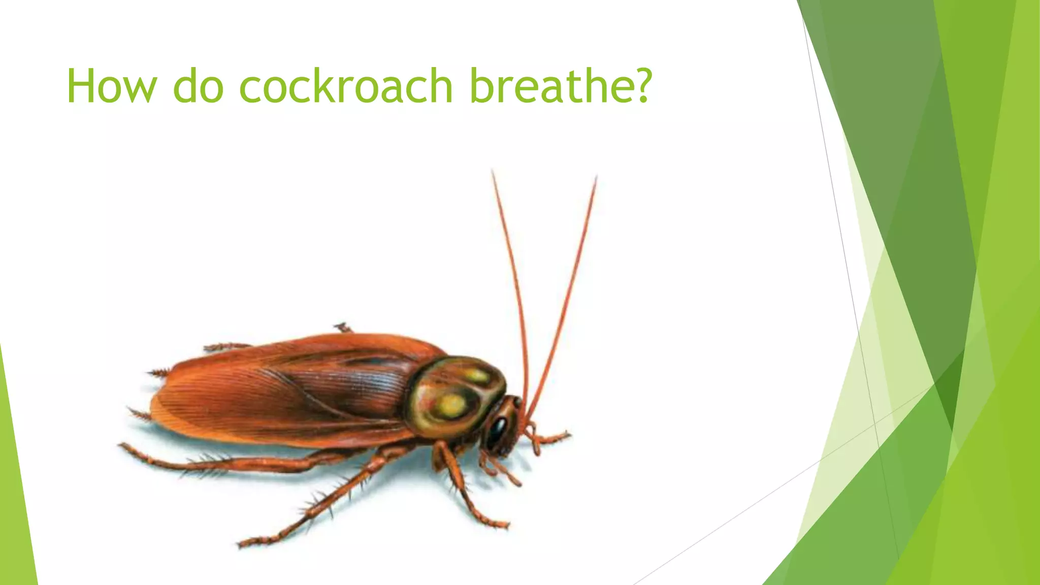 How do cockroach breathe?