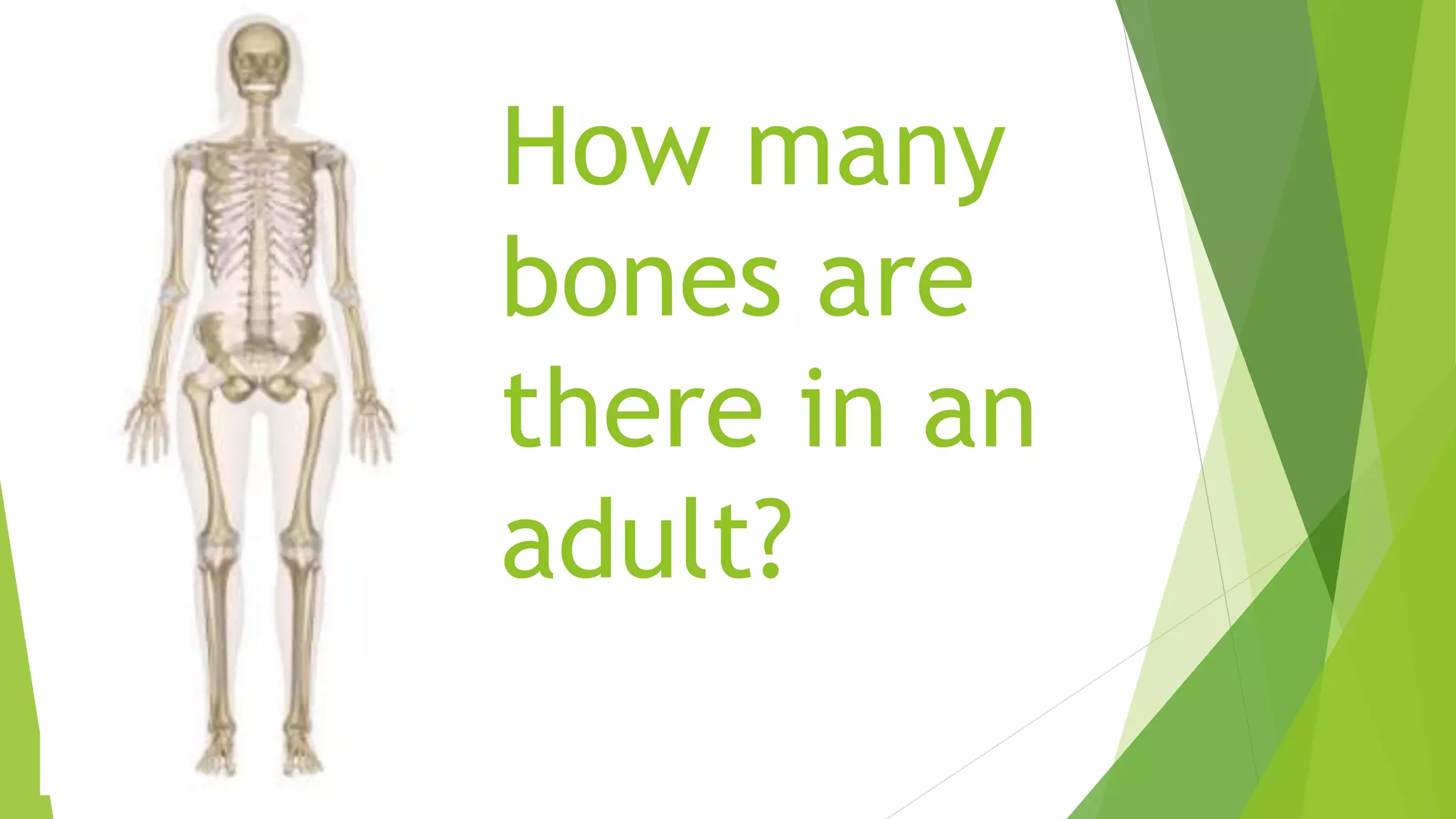 How many
bones are
there in an
adult?