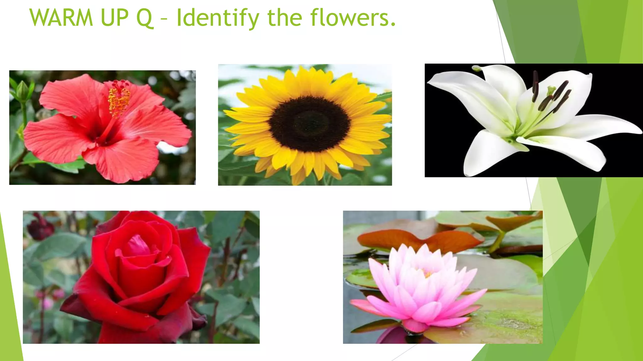 WARM UP Q – Identify the flowers.