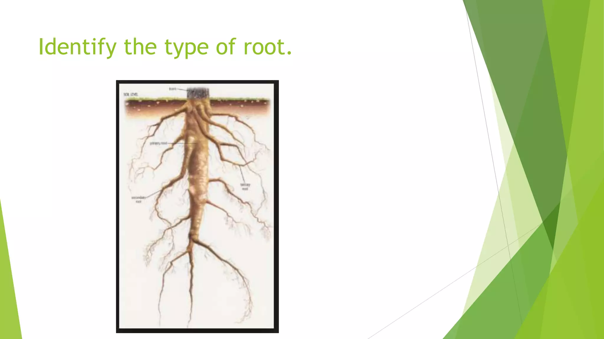 Identify the type of root.