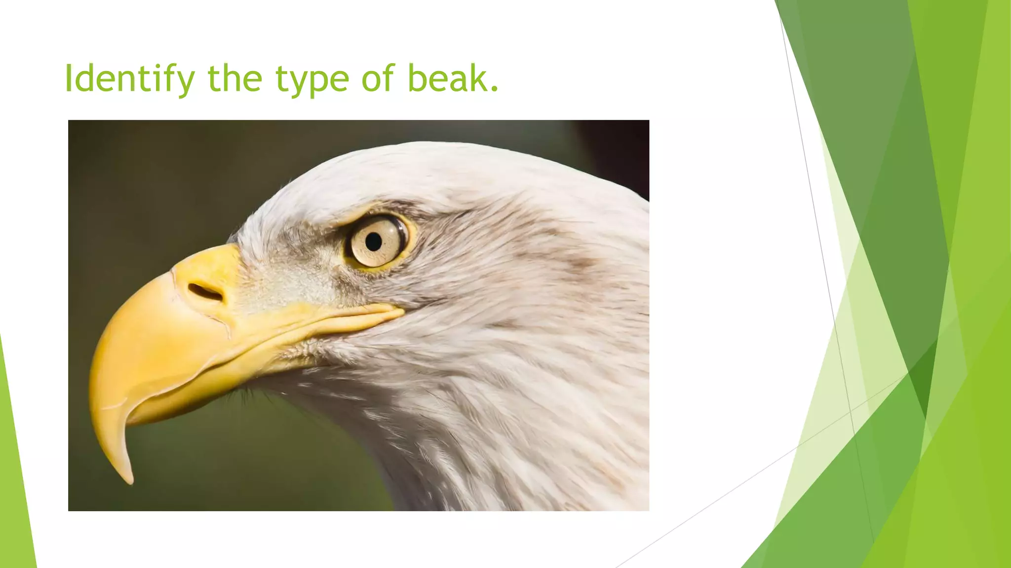 Identify the type of beak.