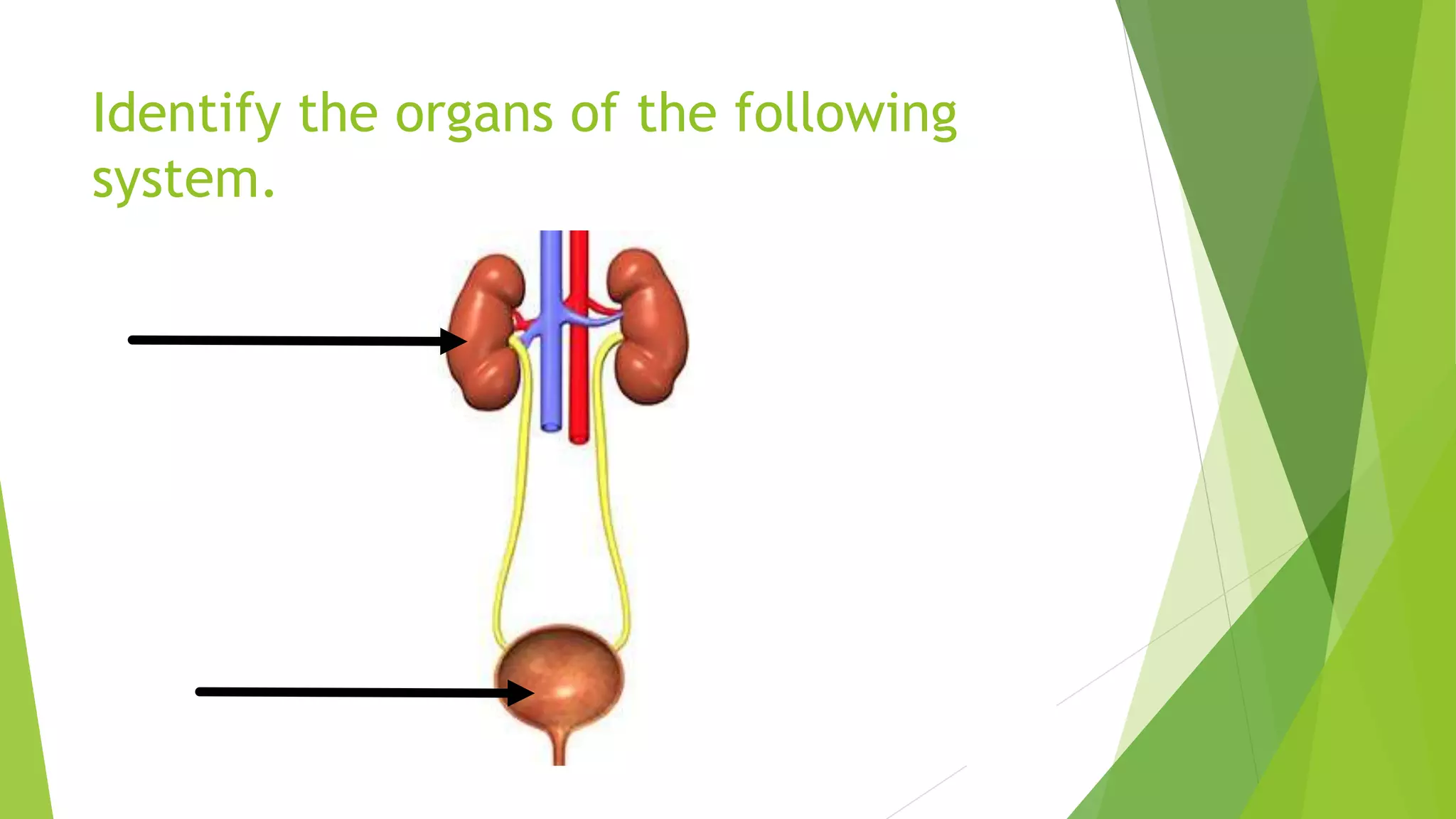 Identify the organs of the following
system.