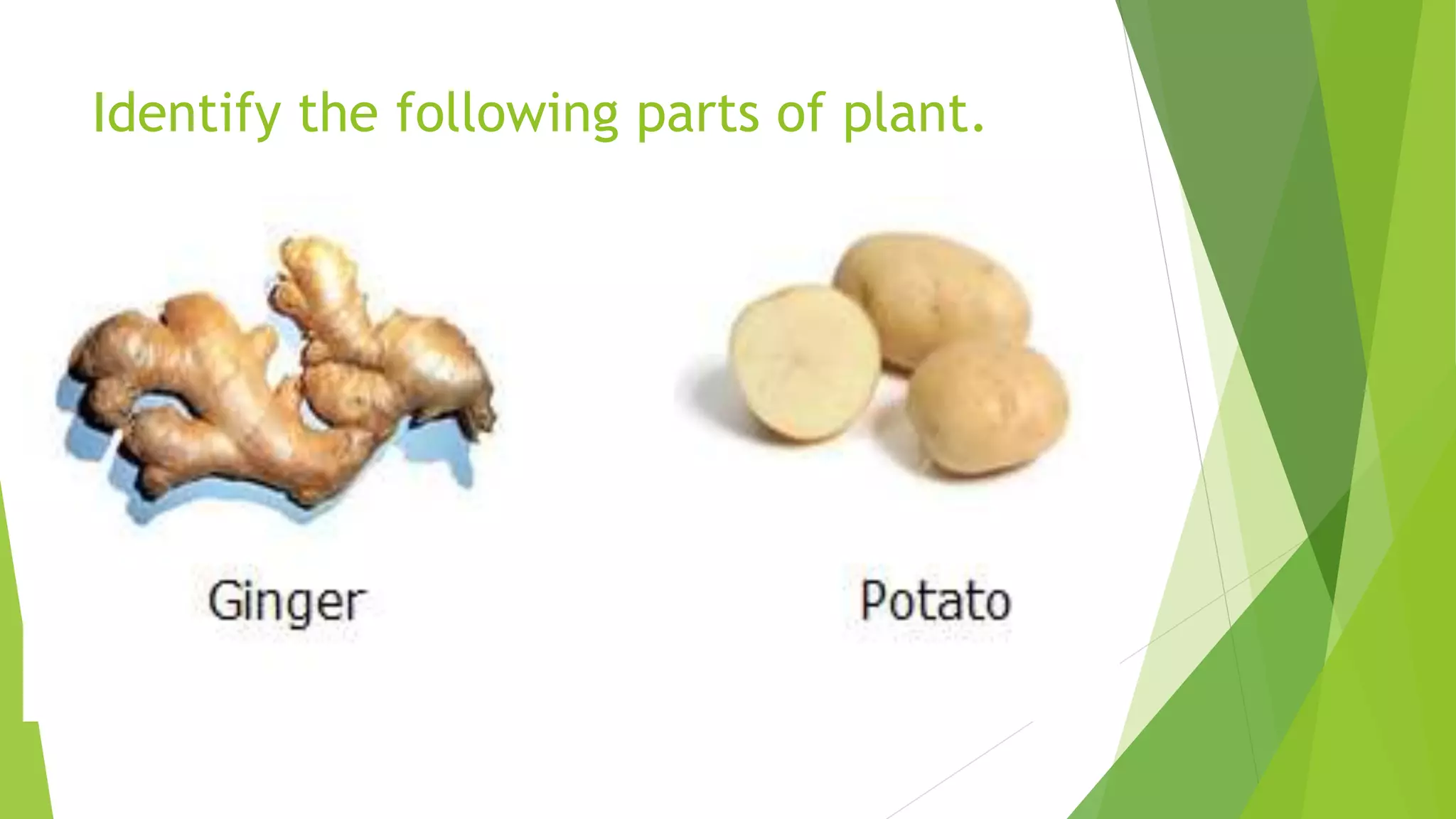 Identify the following parts of plant.