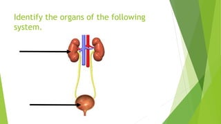 Visual Round Science Science Quiz - Visual Round | PPTX