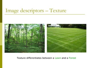 Image descriptors – Texture  Texture differentiates between a  Lawn  and a  Forest 