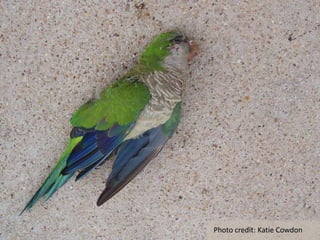 Photo credit: Katie Cowdon