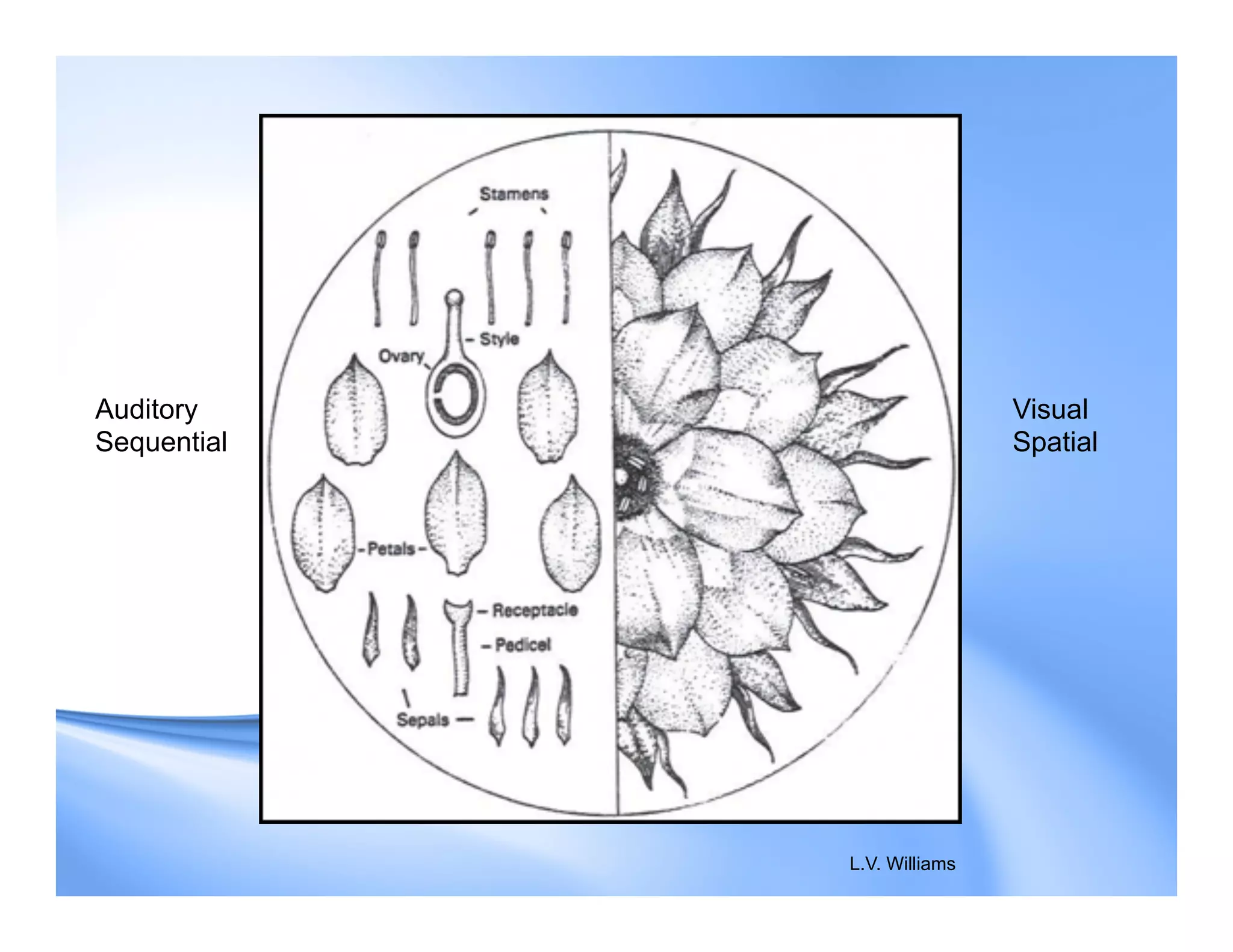 L.V. Williams
Auditory
Sequential
Visual
Spatial
 