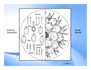 L.V. Williams
Auditory
Sequential
Visual
Spatial
 