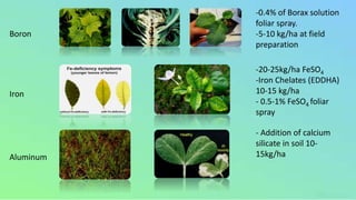 Deficiency symptoms of major plant nutrients and its correction ...
