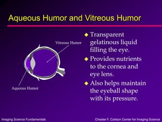 Imaging Science Fundamentals Chester F. Carlson Center for Imaging Science
Aqueous Humor and Vitreous Humor
 Transparent
gelatinous liquid
filling the eye.
 Provides nutrients
to the cornea and
eye lens.
 Also helps maintain
the eyeball shape
with its pressure.
Vitreous Humor
Aqueous Humor
 