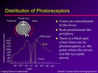 Imaging Science Fundamentals Chester F. Carlson Center for Imaging Science
Distribution of Photoreceptors
 Cones are concentrated
in the fovea.
 Rods predominate the
periphery.
 There is a blind spot
where there are no
photoreceptors, at the
point where the nerves
exit the eye (optic
nerve).
20 º
40 º
60 º
80 º
20 º
40 º
60 º
80º
0 º
Angle
0 º
20 º
40 º
60 º 80 º
60 º
40 º
20 º
20
40
60
80
100
120
140
160
Number
of
receptors
per
mm
2
Rods
Cones
Blind spot
Visual Axis
Nasal
Temporal
 