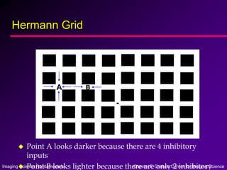 Imaging Science Fundamentals Chester F. Carlson Center for Imaging Science
Hermann Grid
 Point A looks darker because there are 4 inhibitory
inputs
 Point B looks lighter because there are only 2 inhibitory
A B
 