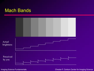 Imaging Science Fundamentals Chester F. Carlson Center for Imaging Science
Mach Bands
Actual
brightness
Perceived
by you
 