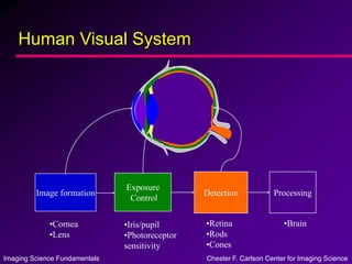 Imaging Science Fundamentals Chester F. Carlson Center for Imaging Science
Human Visual System
Image formation
Exposure
Control
Detection Processing
•Cornea
•Lens
•Iris/pupil
•Photoreceptor
sensitivity
•Retina
•Rods
•Cones
•Brain
 