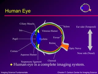 Imaging Science Fundamentals Chester F. Carlson Center for Imaging Science
Human Eye
 Human eye is a complete imaging system.
Ear side (Temporal)
Nose side (Nasal)
Cornea
Aqueous Humor
Pupil
Iris
Ciliary Muscle
Sclera
Fovea
Retina
Optic Nerve
Vitreous Humor
Eyelens
Choroid
Suspensory ligament
 