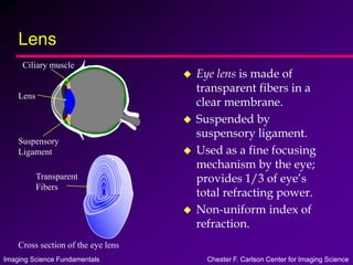 Imaging Science Fundamentals Chester F. Carlson Center for Imaging Science
Lens
 Eye lens is made of
transparent fibers in a
clear membrane.
 Suspended by
suspensory ligament.
 Used as a fine focusing
mechanism by the eye;
provides 1/3 of eye’s
total refracting power.
 Non-uniform index of
refraction.
Lens
Suspensory
Ligament
Ciliary muscle
Transparent
Fibers
Cross section of the eye lens
 