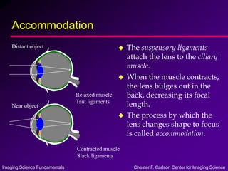 Imaging Science Fundamentals Chester F. Carlson Center for Imaging Science
Accommodation
 The suspensory ligaments
attach the lens to the ciliary
muscle.
 When the muscle contracts,
the lens bulges out in the
back, decreasing its focal
length.
 The process by which the
lens changes shape to focus
is called accommodation.
Relaxed muscle
Taut ligaments
Distant object
Near object
Contracted muscle
Slack ligaments
 