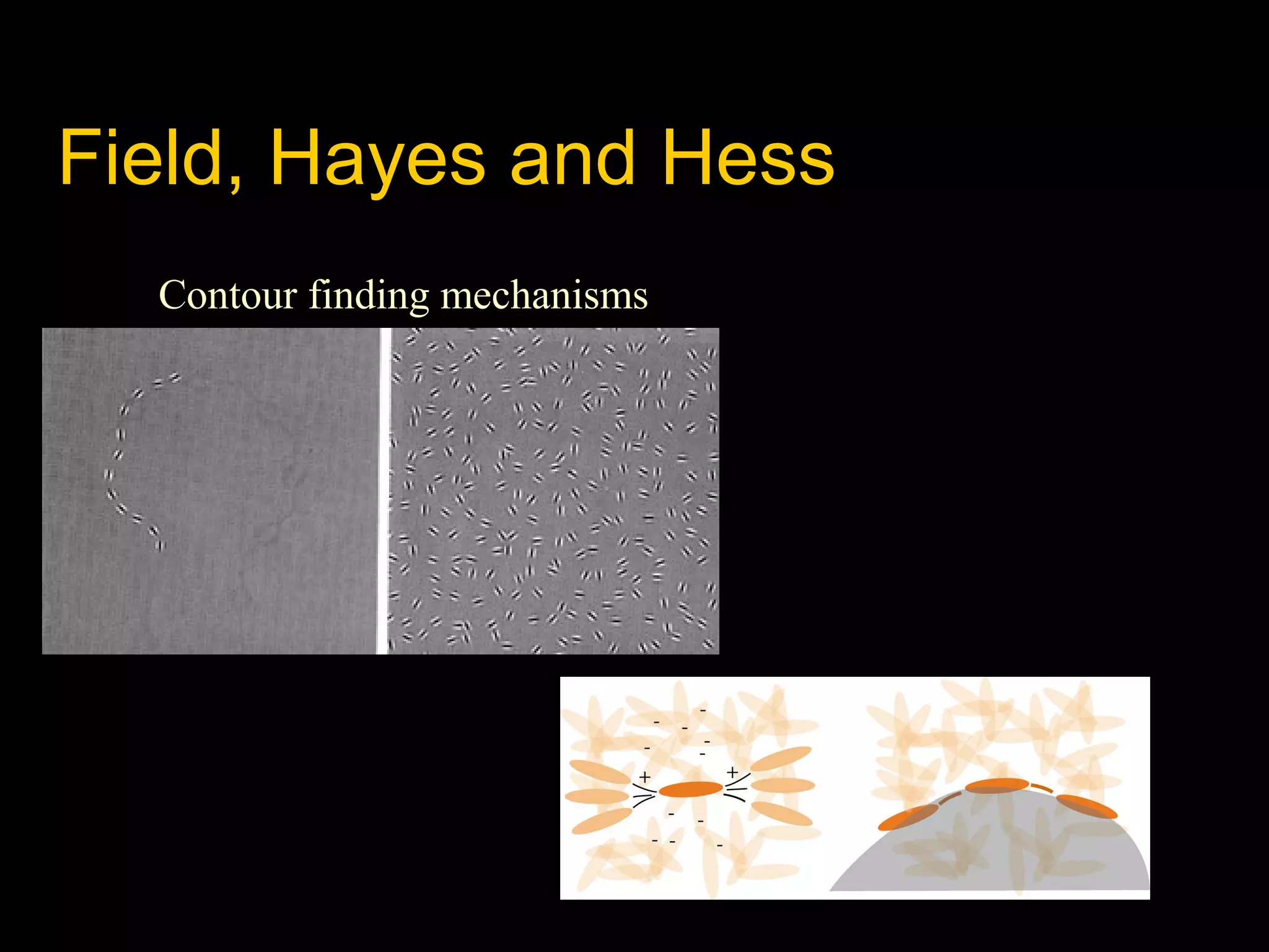Field, Hayes and Hess
Contour finding mechanisms

 