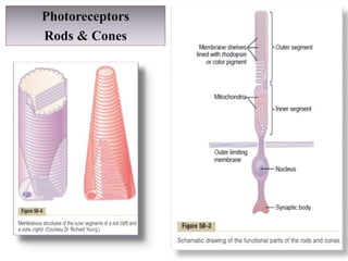 Visual transduction ppt 2021 | PPTX