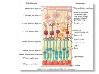 Visual transduction ppt 2021 | PPTX