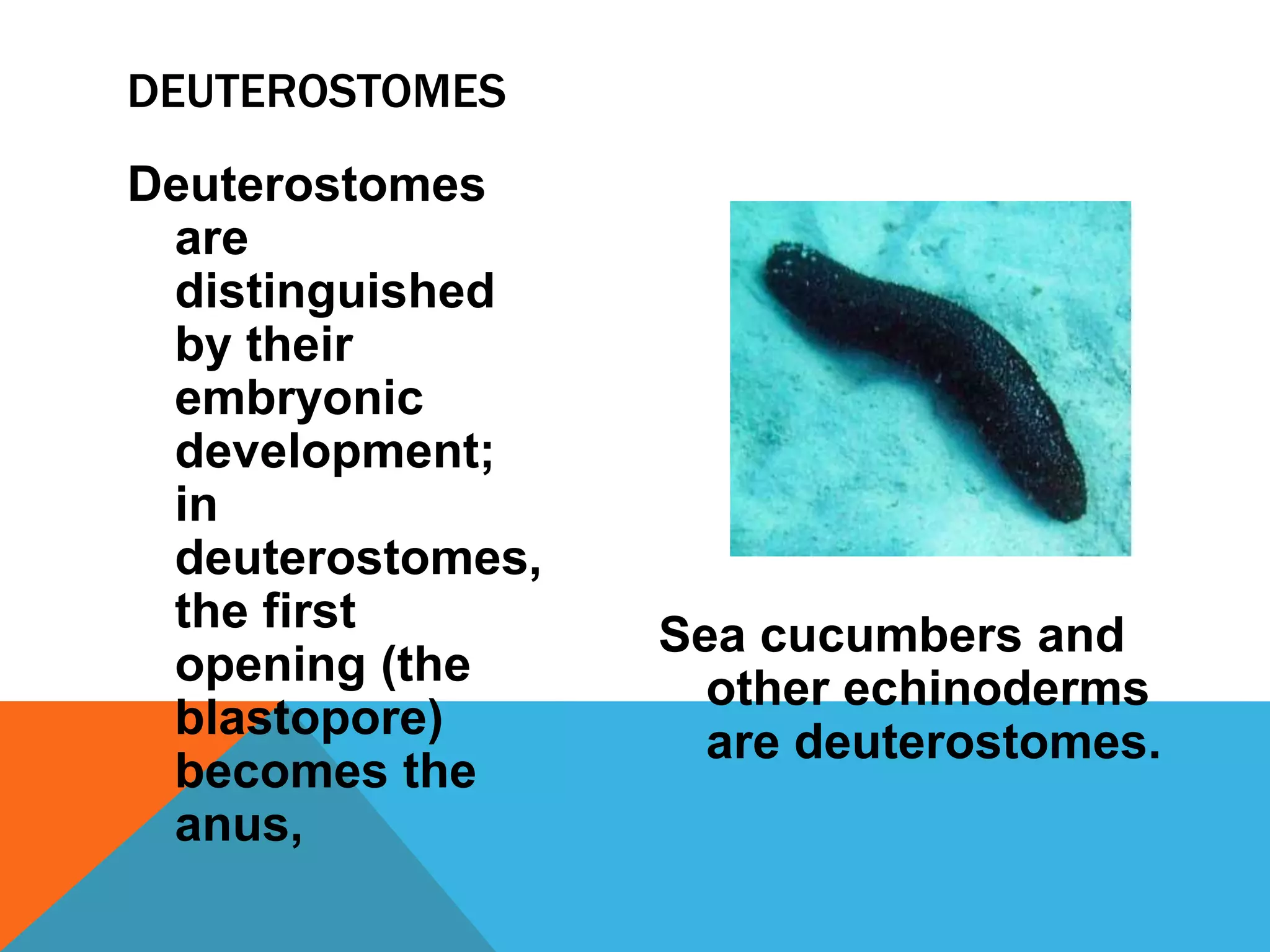 DEUTEROSTOMES
Deuterostomes
 are
 distinguished
 by their
 embryonic
 development;
 in
 deuterostomes,
 the first        Sea cucumbers and
 opening (the       other echinoderms
 blastopore)        are deuterostomes.
 becomes the
 anus,
 