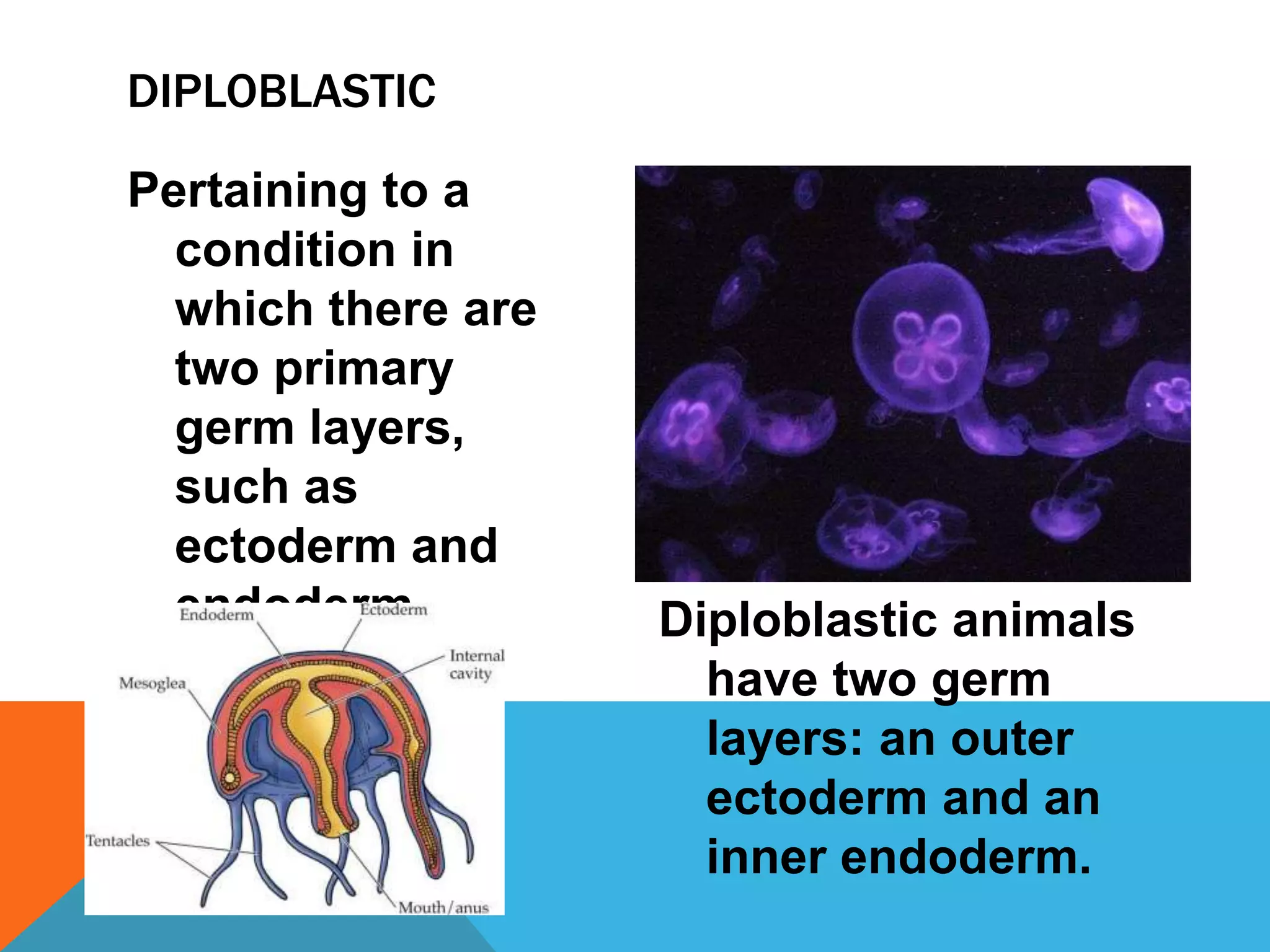 DIPLOBLASTIC

Pertaining to a
  condition in
  which there are
  two primary
  germ layers,
  such as
  ectoderm and
  endoderm.         Diploblastic animals
                      have two germ
                      layers: an outer
                      ectoderm and an
                      inner endoderm.
 