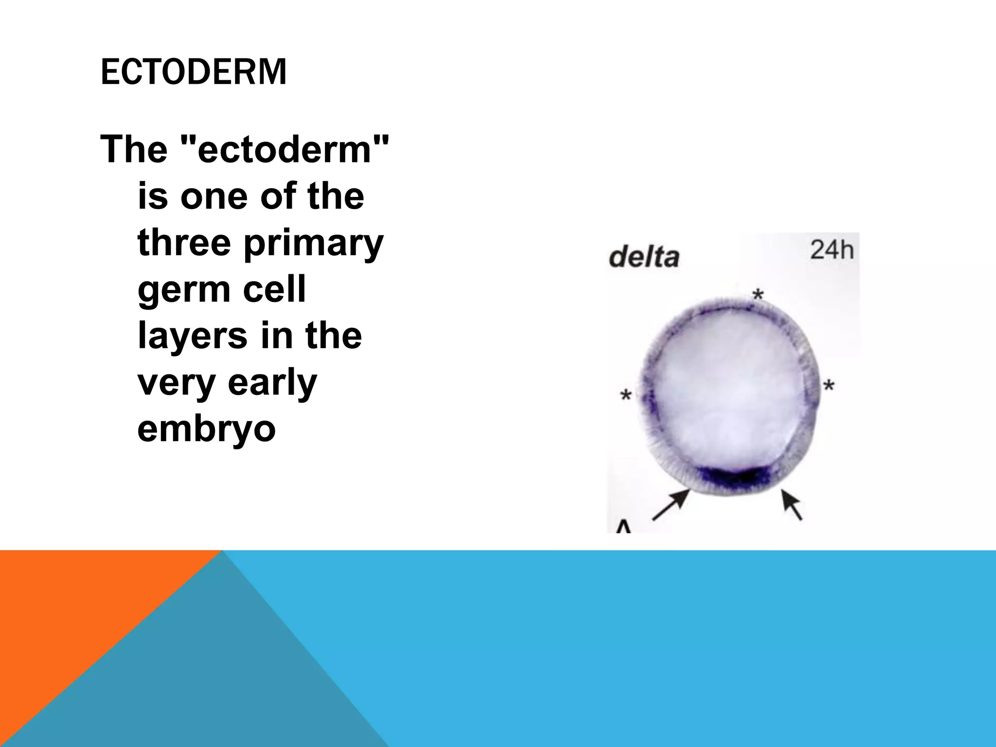 ECTODERM

The "ectoderm"
  is one of the
  three primary
  germ cell
  layers in the
  very early
  embryo
 