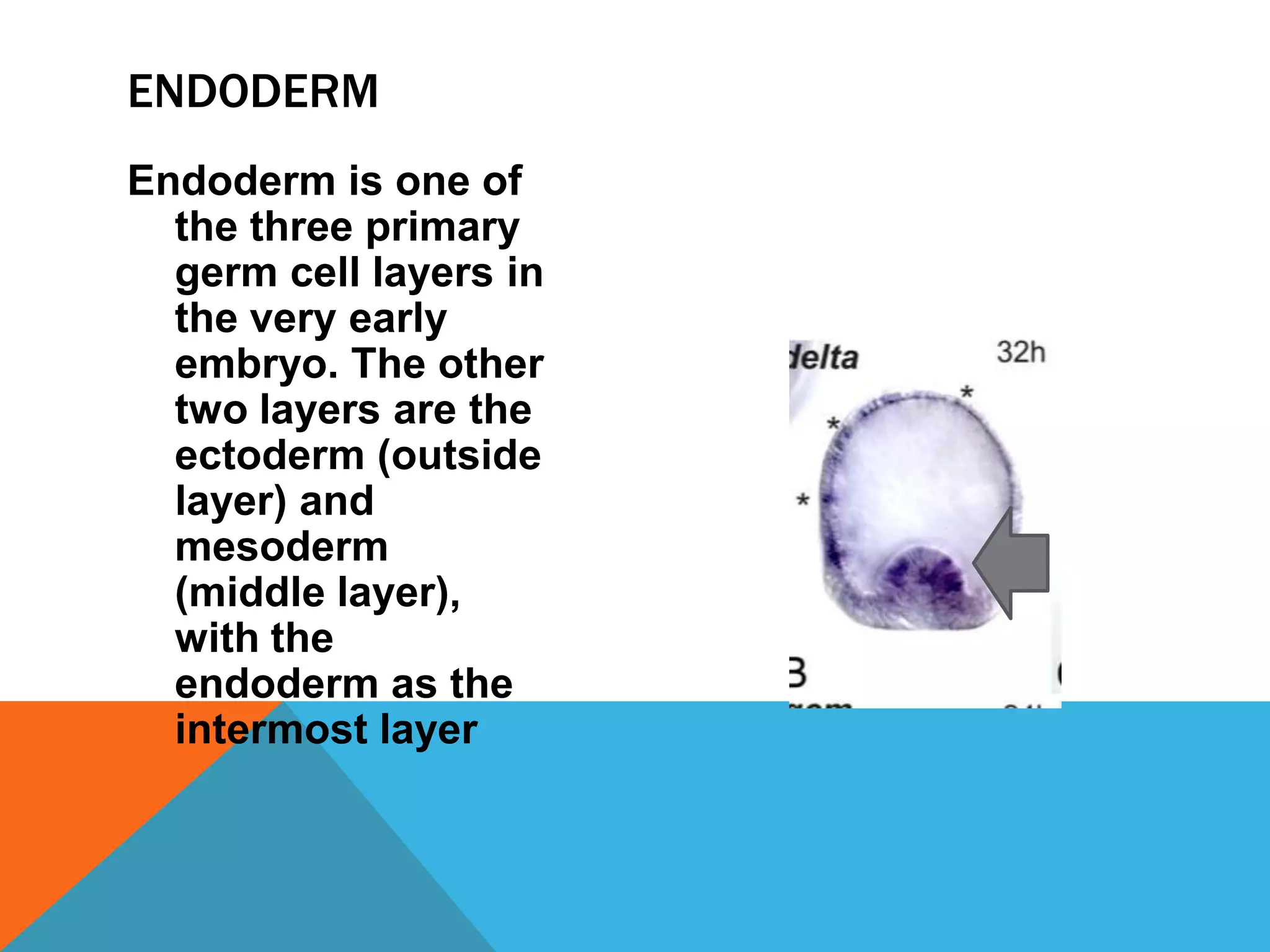 ENDODERM
Endoderm is one of
  the three primary
  germ cell layers in
  the very early
  embryo. The other
  two layers are the
  ectoderm (outside
  layer) and
  mesoderm
  (middle layer),
  with the
  endoderm as the
  intermost layer
 