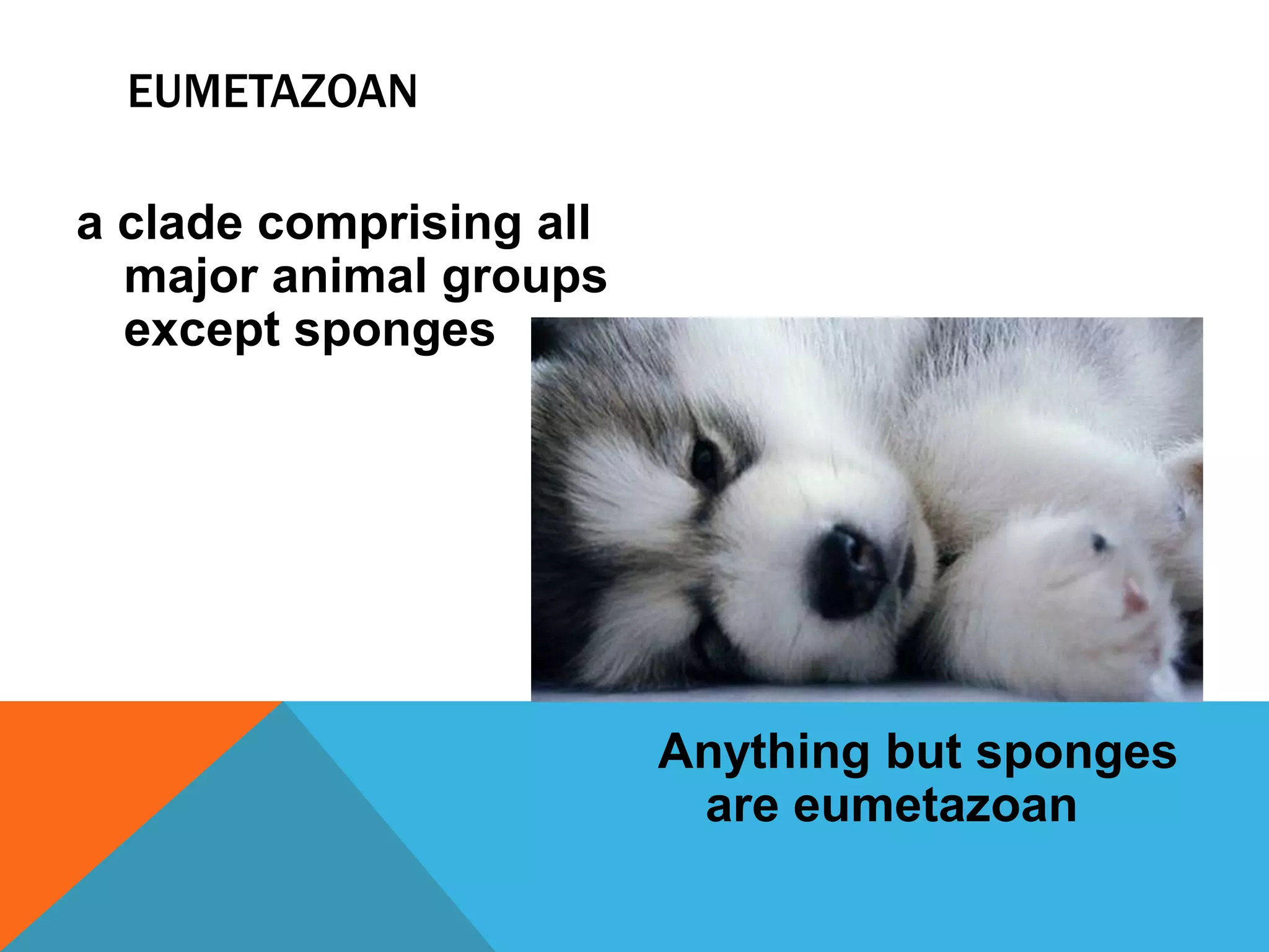 EUMETAZOAN

a clade comprising all
  major animal groups
  except sponges




                         Anything but sponges
                          are eumetazoan
 