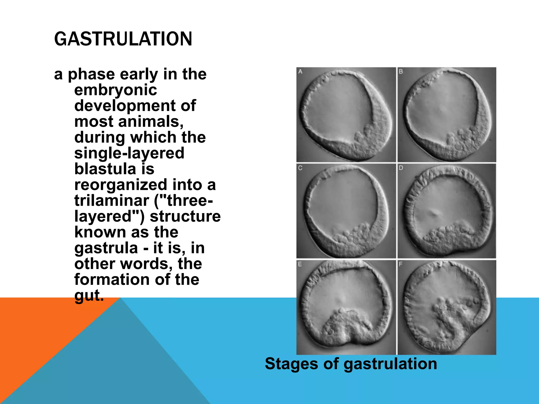 GASTRULATION
a phase early in the
   embryonic
   development of
   most animals,
   during which the
   single-layered
   blastula is
   reorganized into a
   trilaminar ("three-
   layered") structure
   known as the
   gastrula - it is, in
   other words, the
   formation of the
   gut.



                          Stages of gastrulation
 