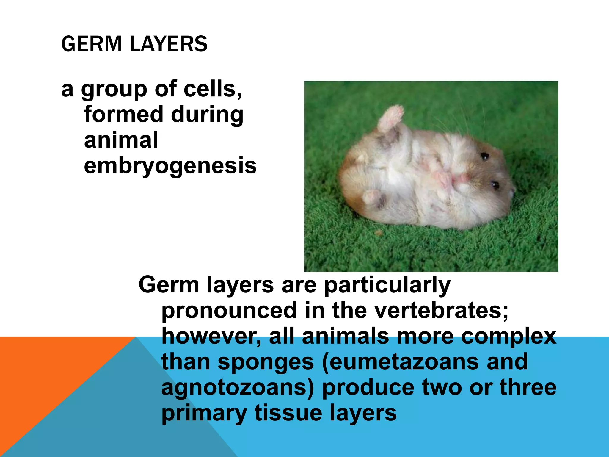 GERM LAYERS
a group of cells,
  formed during
  animal
  embryogenesis




      Germ layers are particularly
       pronounced in the vertebrates;
       however, all animals more complex
       than sponges (eumetazoans and
       agnotozoans) produce two or three
       primary tissue layers
 