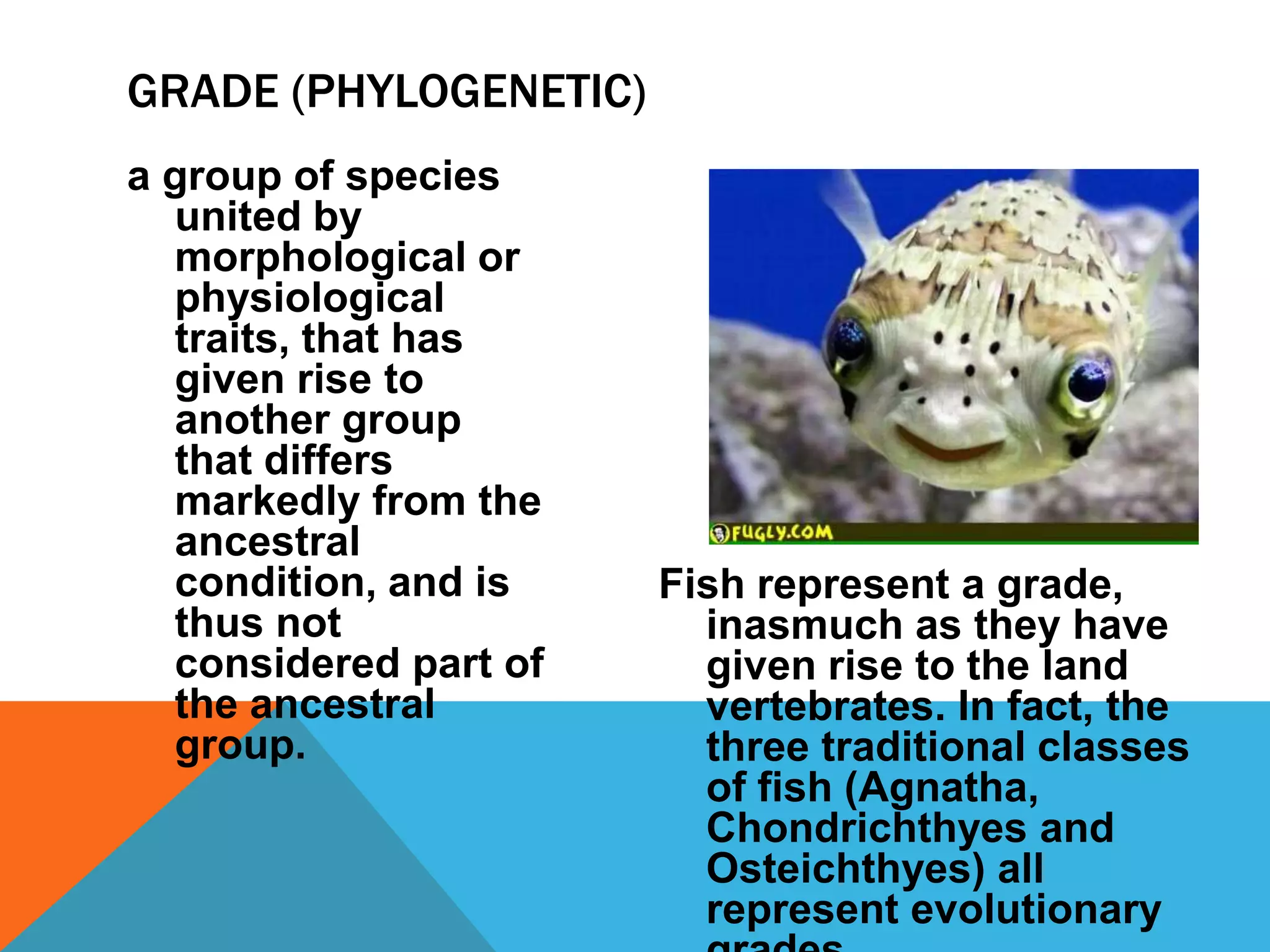 GRADE (PHYLOGENETIC)
a group of species
  united by
  morphological or
  physiological
  traits, that has
  given rise to
  another group
  that differs
  markedly from the
  ancestral
  condition, and is    Fish represent a grade,
  thus not               inasmuch as they have
  considered part of     given rise to the land
  the ancestral          vertebrates. In fact, the
  group.                 three traditional classes
                         of fish (Agnatha,
                         Chondrichthyes and
                         Osteichthyes) all
                         represent evolutionary
 