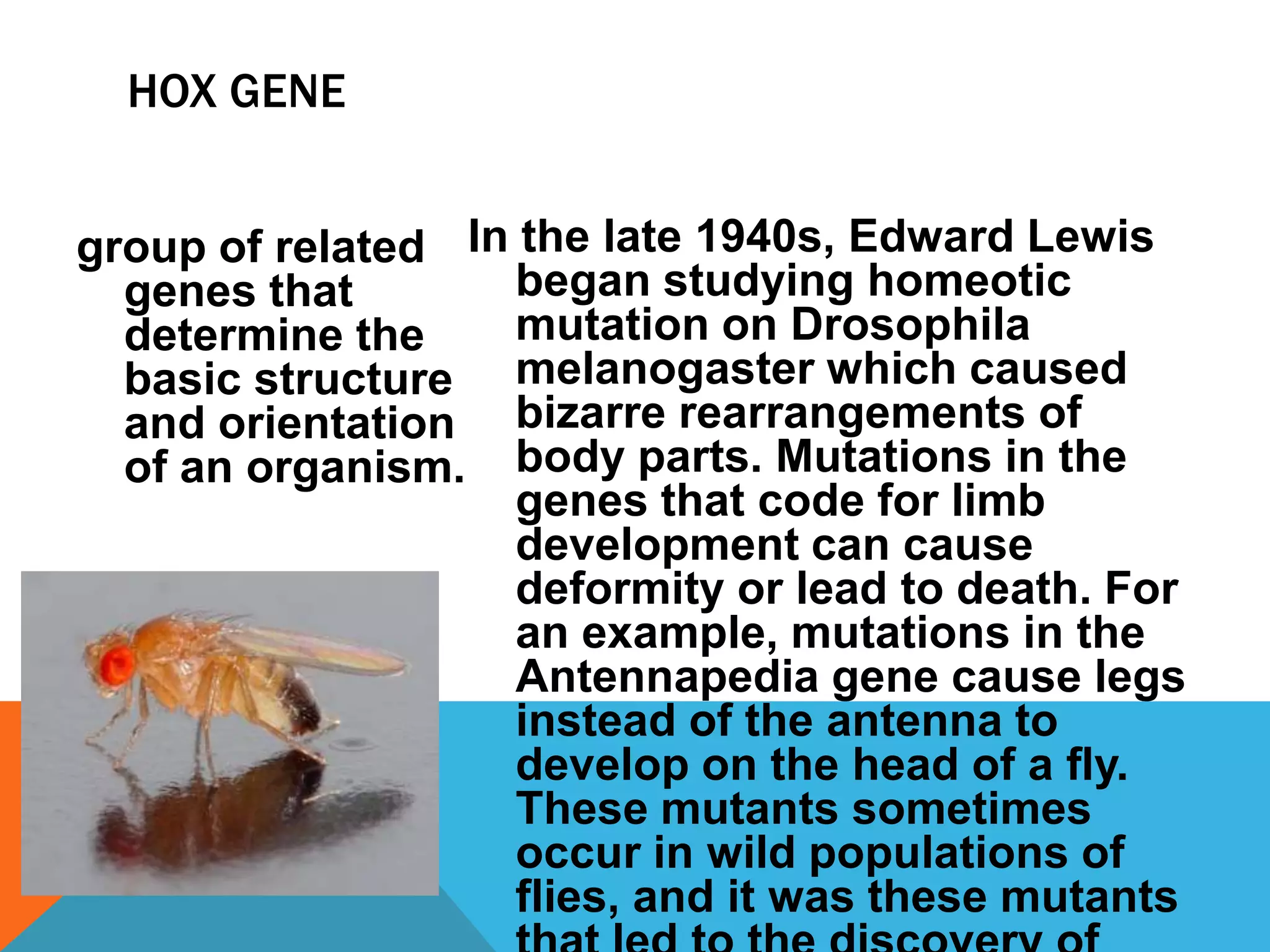 HOX GENE


group of related In the late 1940s, Edward Lewis
  genes that        began studying homeotic
  determine the     mutation on Drosophila
  basic structure melanogaster which caused
  and orientation bizarre rearrangements of
  of an organism. body parts. Mutations in the
                    genes that code for limb
                    development can cause
                    deformity or lead to death. For
                    an example, mutations in the
                    Antennapedia gene cause legs
                    instead of the antenna to
                    develop on the head of a fly.
                    These mutants sometimes
                    occur in wild populations of
                    flies, and it was these mutants
 