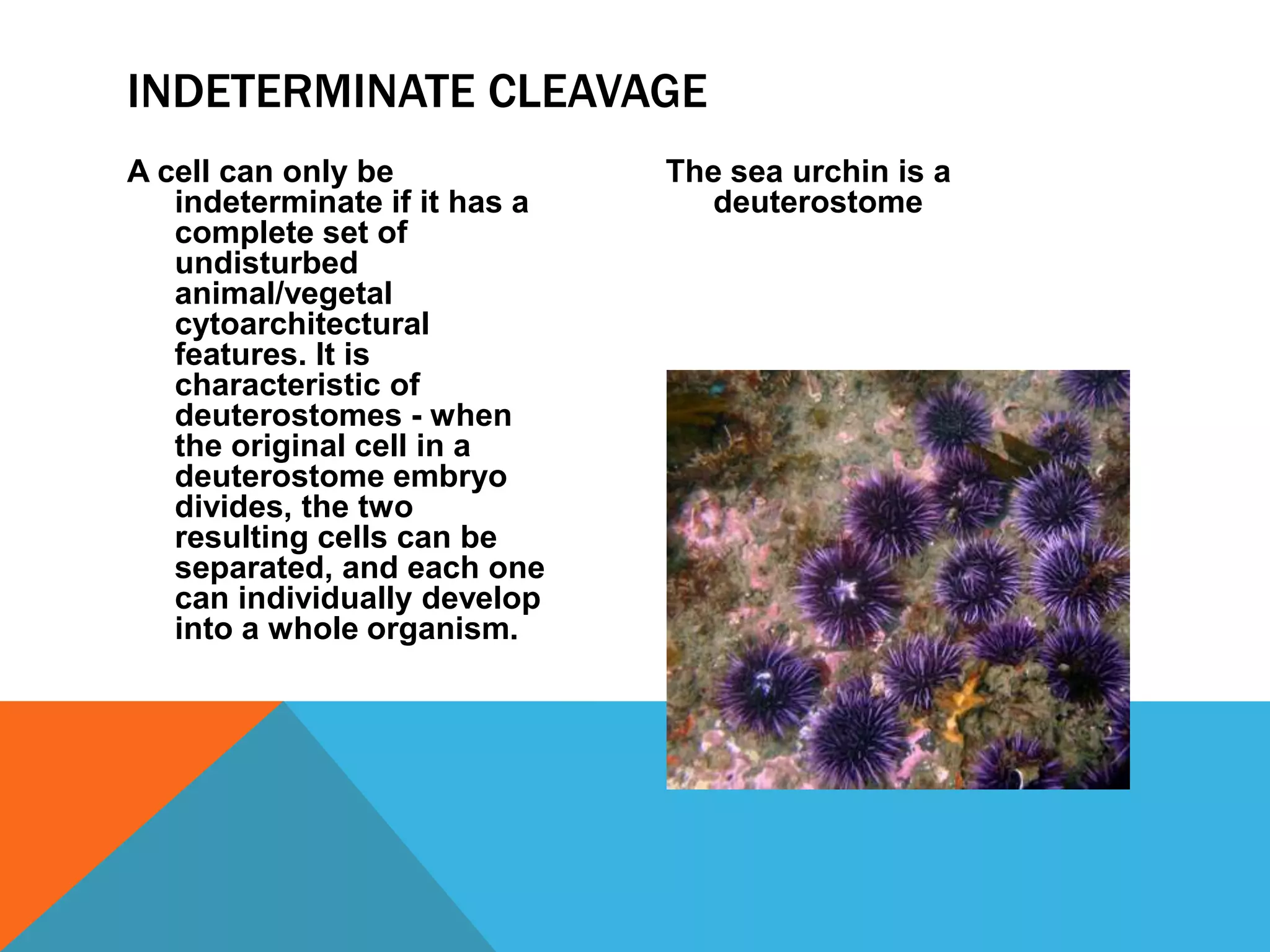 INDETERMINATE CLEAVAGE
A cell can only be             The sea urchin is a
   indeterminate if it has a     deuterostome
   complete set of
   undisturbed
   animal/vegetal
   cytoarchitectural
   features. It is
   characteristic of
   deuterostomes - when
   the original cell in a
   deuterostome embryo
   divides, the two
   resulting cells can be
   separated, and each one
   can individually develop
   into a whole organism.
 