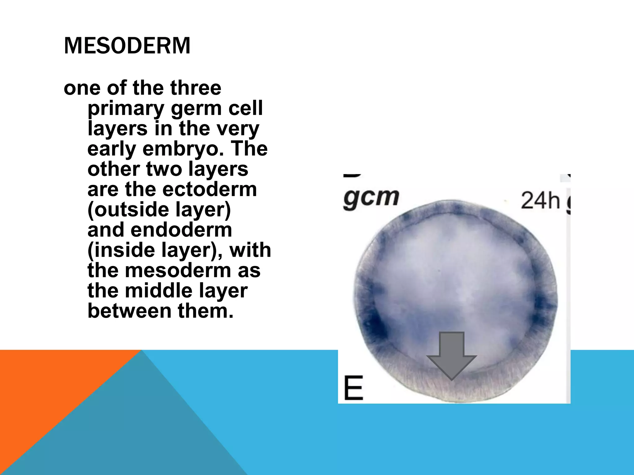 MESODERM
one of the three
  primary germ cell
  layers in the very
  early embryo. The
  other two layers
  are the ectoderm
  (outside layer)
  and endoderm
  (inside layer), with
  the mesoderm as
  the middle layer
  between them.
 