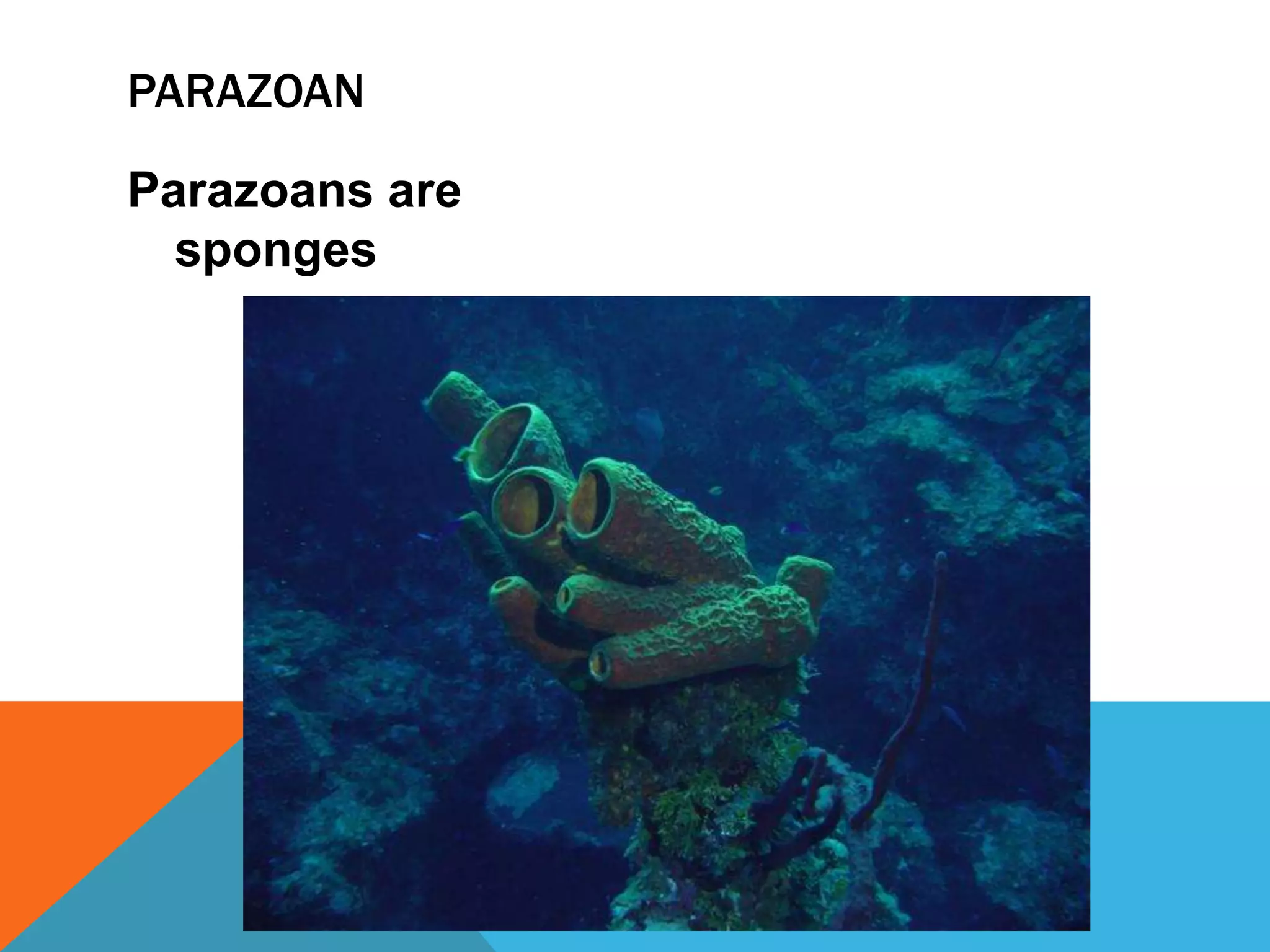 PARAZOAN

Parazoans are
  sponges
 