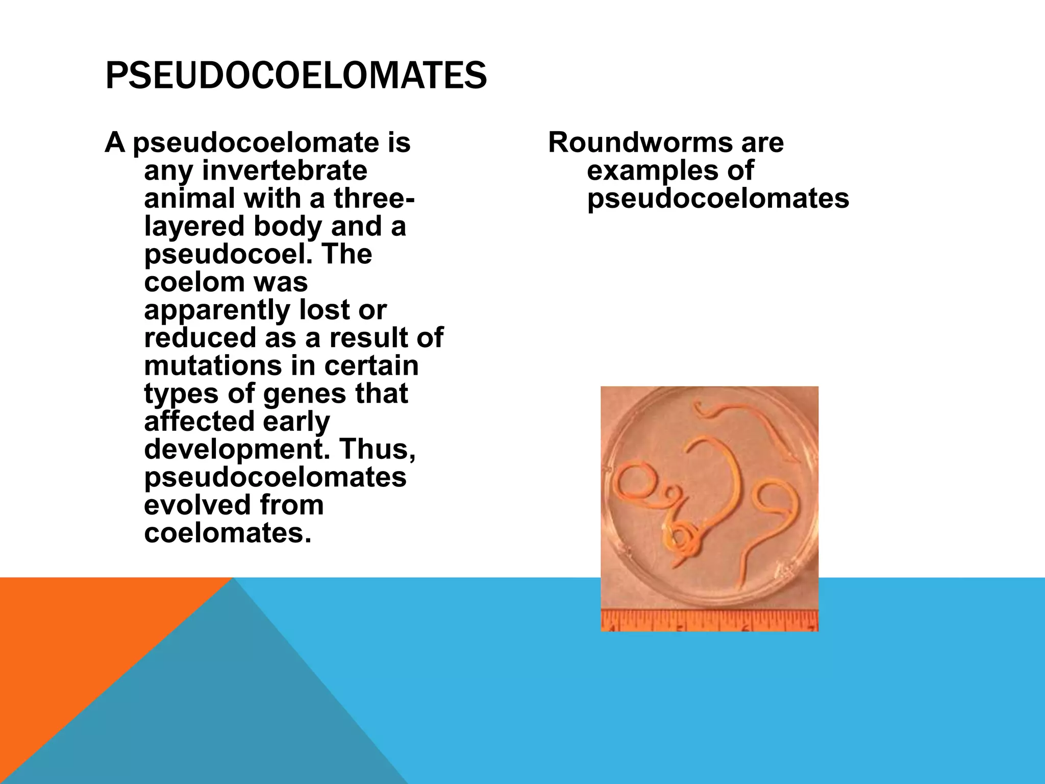 PSEUDOCOELOMATES
A pseudocoelomate is        Roundworms are
   any invertebrate           examples of
   animal with a three-       pseudocoelomates
   layered body and a
   pseudocoel. The
   coelom was
   apparently lost or
   reduced as a result of
   mutations in certain
   types of genes that
   affected early
   development. Thus,
   pseudocoelomates
   evolved from
   coelomates.
 