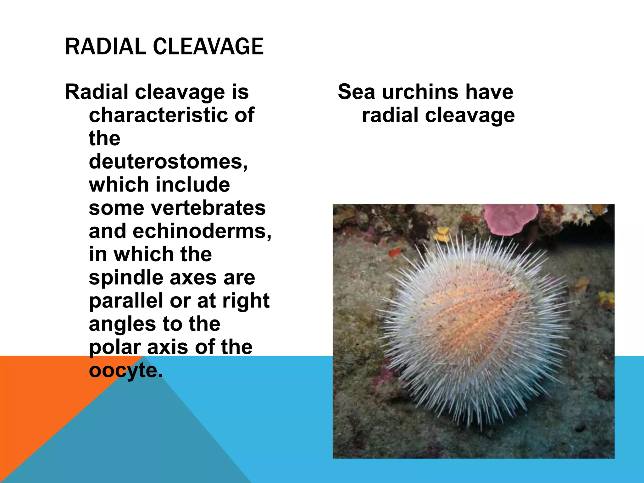 RADIAL CLEAVAGE
Radial cleavage is       Sea urchins have
  characteristic of        radial cleavage
  the
  deuterostomes,
  which include
  some vertebrates
  and echinoderms,
  in which the
  spindle axes are
  parallel or at right
  angles to the
  polar axis of the
  oocyte.
 