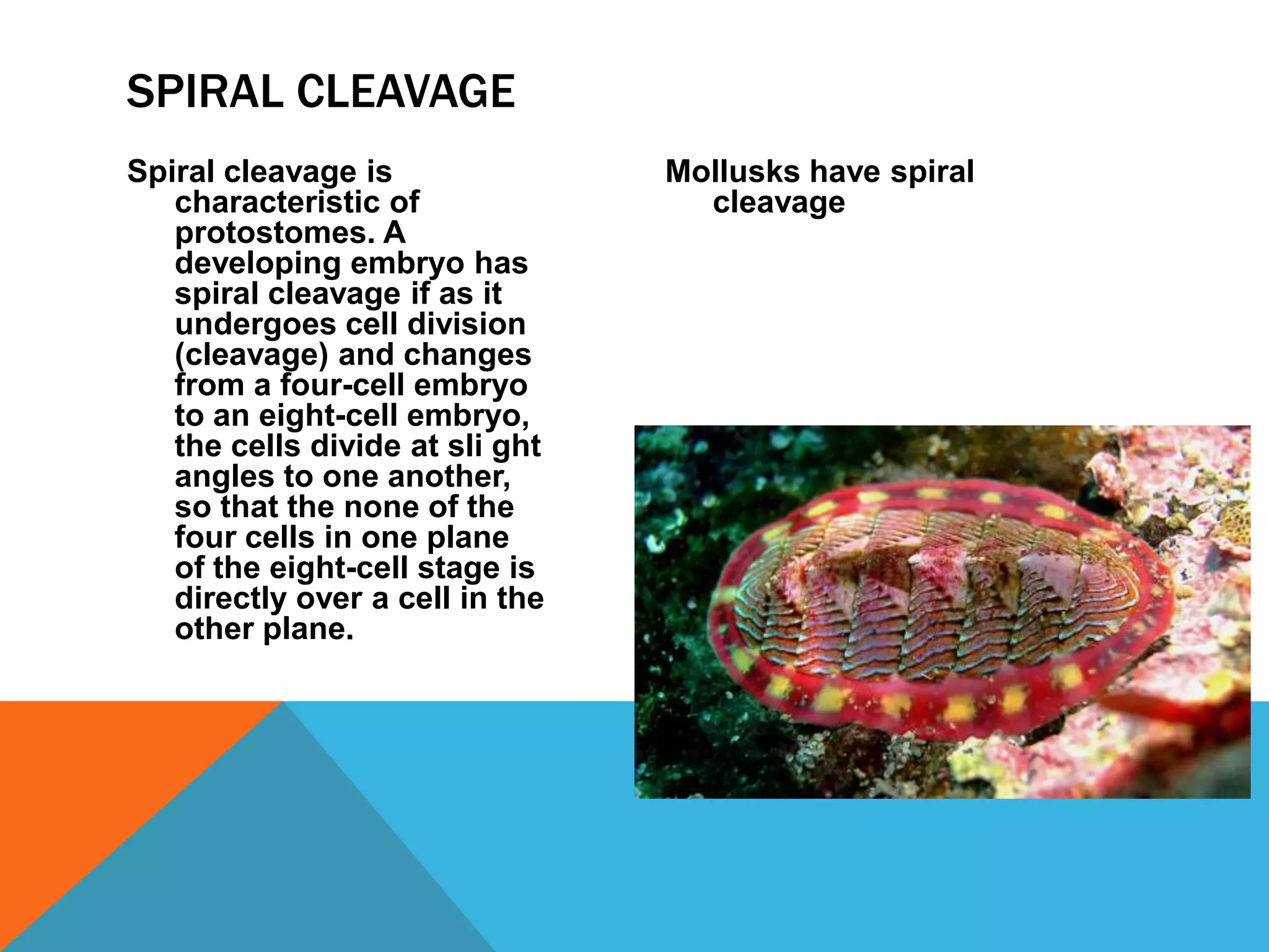 SPIRAL CLEAVAGE
Spiral cleavage is               Mollusks have spiral
   characteristic of               cleavage
   protostomes. A
   developing embryo has
   spiral cleavage if as it
   undergoes cell division
   (cleavage) and changes
   from a four-cell embryo
   to an eight-cell embryo,
   the cells divide at sli ght
   angles to one another,
   so that the none of the
   four cells in one plane
   of the eight-cell stage is
   directly over a cell in the
   other plane.
 