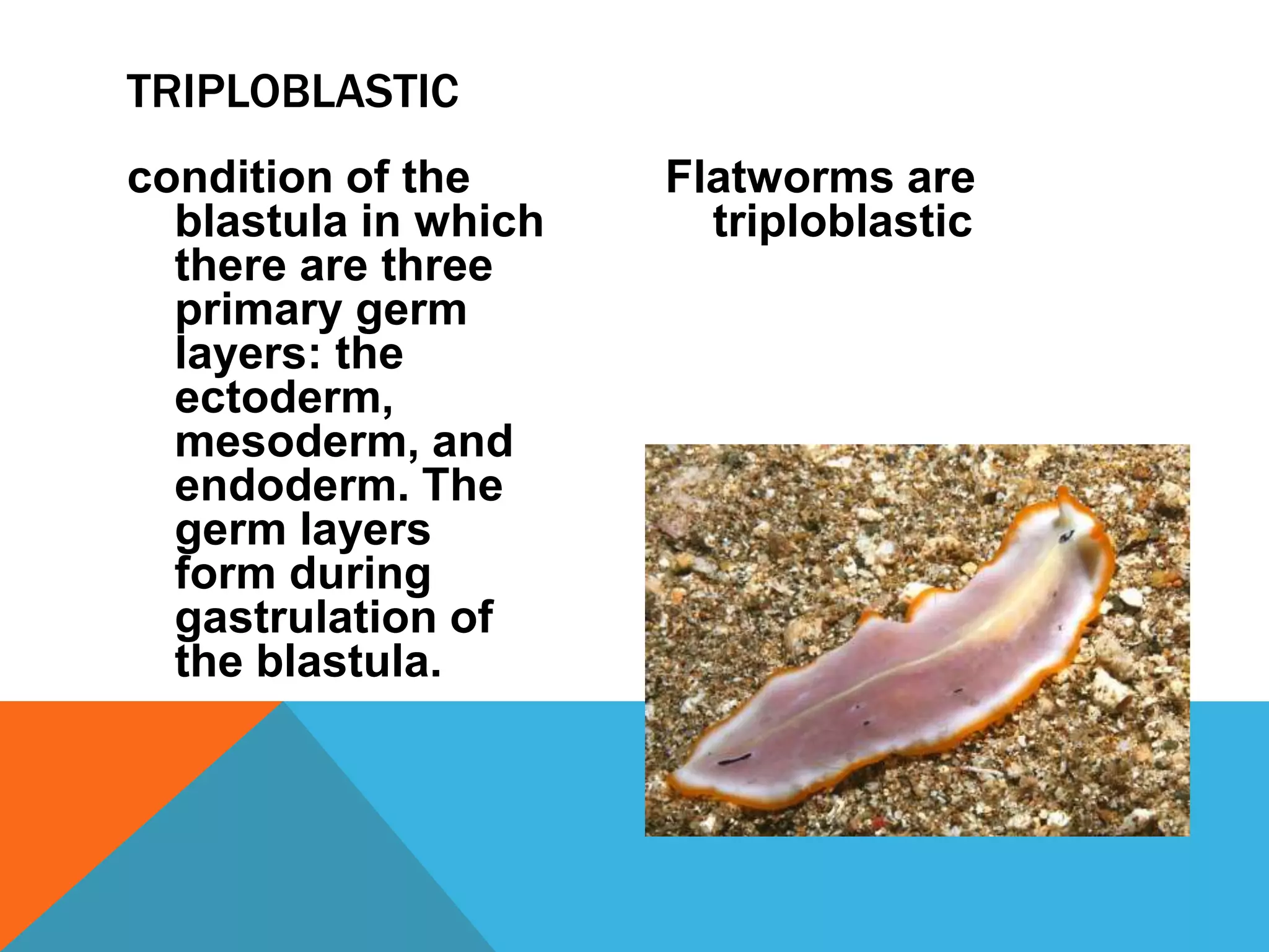 TRIPLOBLASTIC
condition of the      Flatworms are
  blastula in which     triploblastic
  there are three
  primary germ
  layers: the
  ectoderm,
  mesoderm, and
  endoderm. The
  germ layers
  form during
  gastrulation of
  the blastula.
 