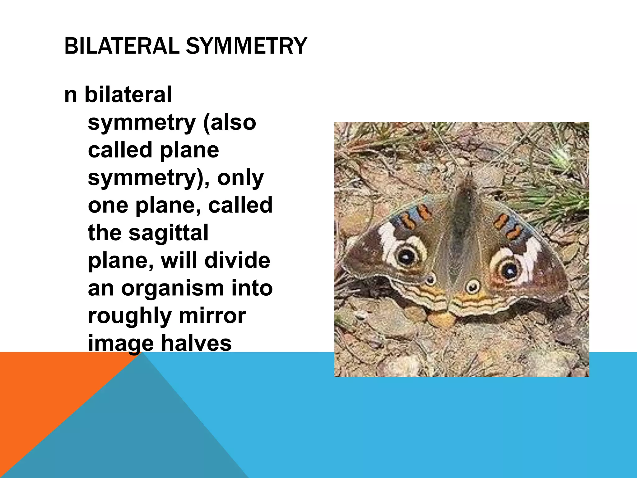 BILATERAL SYMMETRY
n bilateral
  symmetry (also
  called plane
  symmetry), only
  one plane, called
  the sagittal
  plane, will divide
  an organism into
  roughly mirror
  image halves
 