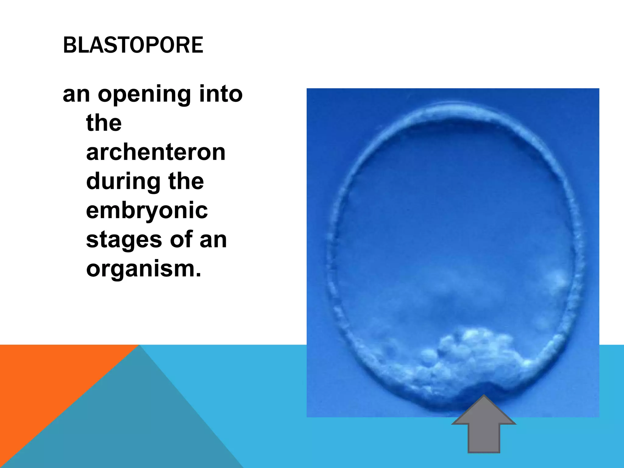 BLASTOPORE

an opening into
  the
  archenteron
  during the
  embryonic
  stages of an
  organism.
 