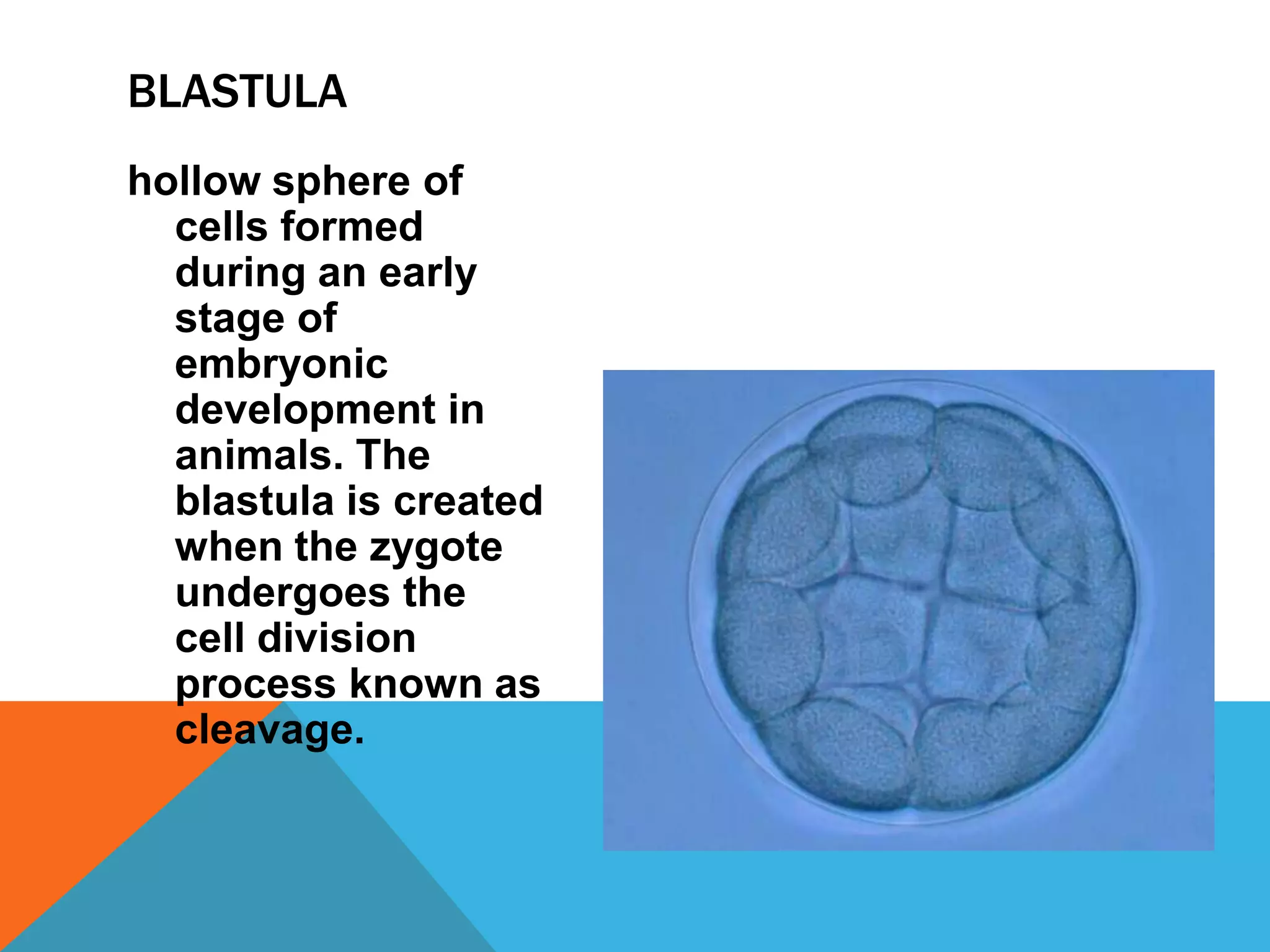BLASTULA
hollow sphere of
  cells formed
  during an early
  stage of
  embryonic
  development in
  animals. The
  blastula is created
  when the zygote
  undergoes the
  cell division
  process known as
  cleavage.
 