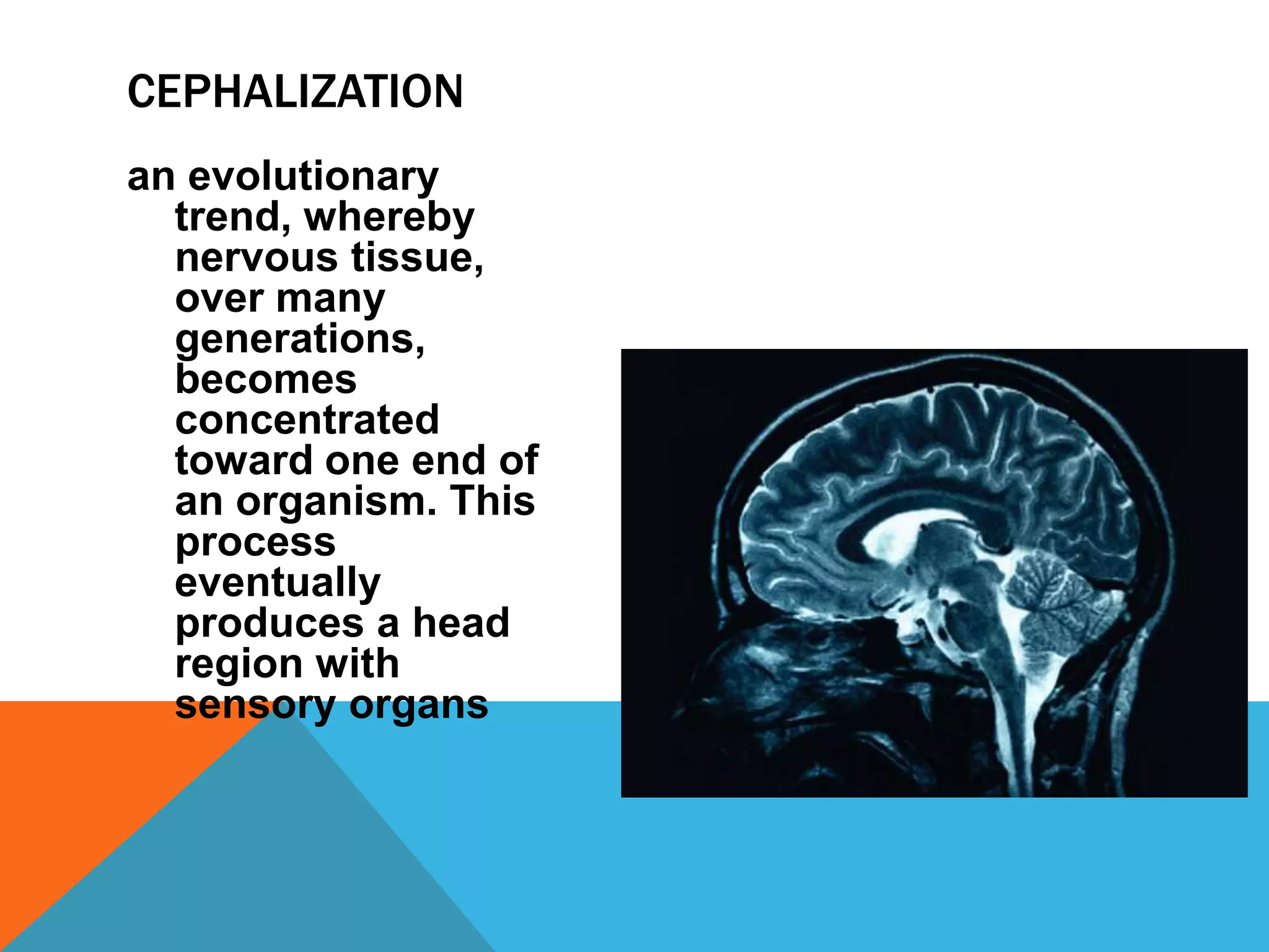 CEPHALIZATION
an evolutionary
  trend, whereby
  nervous tissue,
  over many
  generations,
  becomes
  concentrated
  toward one end of
  an organism. This
  process
  eventually
  produces a head
  region with
  sensory organs
 