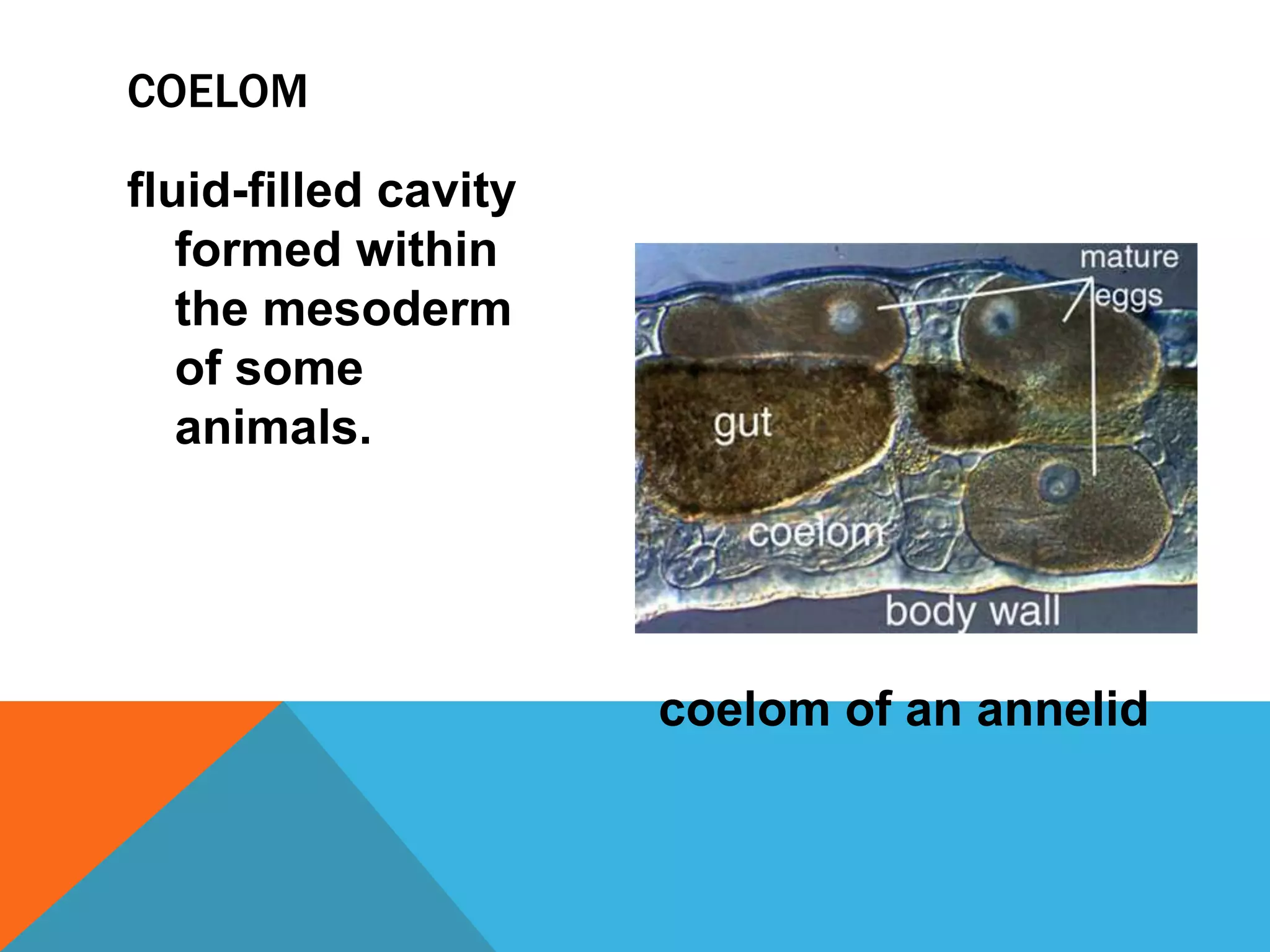 COELOM

fluid-filled cavity
   formed within
   the mesoderm
   of some
   animals.




                      coelom of an annelid
 